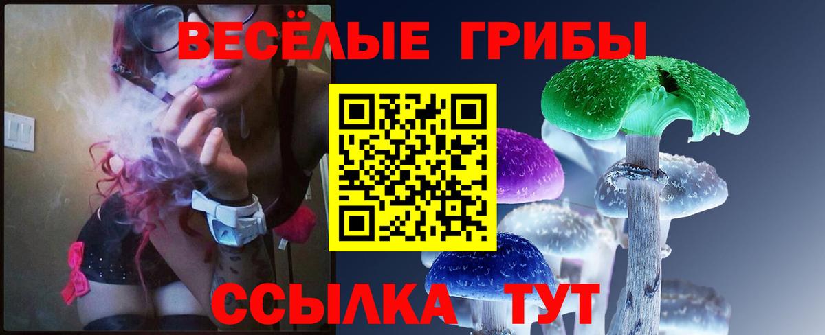 Псилоцибиновые грибы Psilocybe Ульяновск